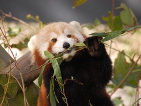 In this Oct. 4, 2016 photo provided by the Virginia Zoo, Sunny, a Red Panda, appears in her habitat at the Virginia Zoo in Norfolk, Va. Zoo spokeswoman Ashley Grove Mars said Sunny, was in her habitat on the evening of Monday, Jan. 23, 2017, but could not be found Tuesday morning. (Virginia Zoo via AP)
