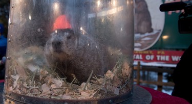 Punxsutawney Phil saw his shadow predicting six more weeks of winter during 131st annual Groundhog Day festivities on February 2, 2017 in Punxsutawney, Pennsylvania. (Photo by Jeff Swensen/Getty Images)