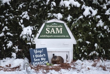 Shubenacadie Sam emerges from his burrow at the wildlife park in Shubenacadie, N.S. on Thursday, Feb. 2, 2017. The pudgy, four-legged prognosticator says Canadians will be graced with an early spring after he waddled out of his shed and did not see his shadow. THE CANADIAN PRESS/Darren Calabrese