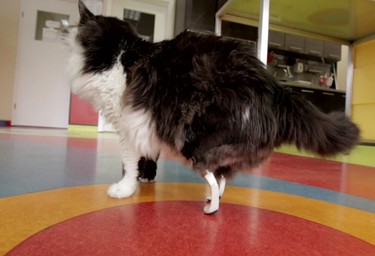 In this image made from video, Pooh, a stray cat who lost his back legs in a car accident, walks on his hind bionic paws, in Sofia, Friday, Feb. 3, 2017. A cat named Pooh has been given a new lease of life in Bulgaria, becoming the country’s first “bionic cat” with a pair of prosthetic hind legs. Veterinary surgeon Vladislav Zlatinov carried out the operation that in Europe has only previously been done in Britain, to give the fluffy, black and white cat who was probably hit by a train a chance of the sort of independence that the traditional solution - a set of wheels - would never have offered. (AP Photo)