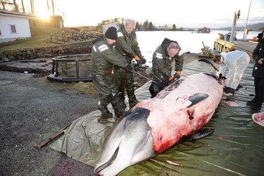 In this handout photo from the University of Bergen taken on Tuesday, Jan. 31, 2017, researchers from the university begin dissecting a two-ton whale that was beached in shallow waters off Sotra, an island west of Bergen, some 200 kilometers (125 miles) northwest of Oslo. Norwegian zoologists have found about 30 plastic bags and other plastic waste in the stomach of a beaked whale that had beached on a southwestern Norway coast. Terje Lislevand of the Bergen University says the visibly sick, 2-ton goose-beaked whale was euthanized. Its intestine "had no food, only some remnants of a squid's head in addition to a thin fat layer." (University of Bergen via AP) ORG XMIT: SDK101