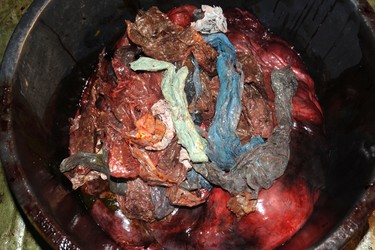 In this handout photo from the University of Bergen taken on Tuesday, Jan. 31, 2017, plastic bags are shown inside the stomach of a two-ton whale that was beached in shallow waters off Sotra, an island west of Bergen, some 200 kilometers (125 miles) northwest of Oslo. Norwegian zoologists have found about 30 plastic bags and other plastic waste in the stomach of a beaked whale that had beached on a southwestern Norway coast. Terje Lislevand of the Bergen University says the visibly sick, 2-ton goose-beaked whale was euthanized. Its intestine "had no food, only some remnants of a squid's head in addition to a thin fat layer." (University of Bergen via AP) ORG XMIT: SDK104