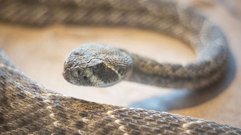 24 rattlesnakes found in Texas house -- including one in the toilet