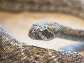 File photo of a rattlesnake. (herraez/Getty Images)