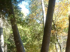 White cedar on Mackinaw Island, in a photograph taken last October. Cedar such as this tree are well known for their resistance to decay and have therefore been prized for their use on decks, patios as well as shingles. John DeGroot photo