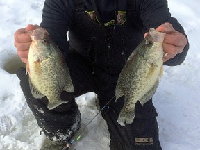 Hitting the hardwater to catch black crappie can make for a great day. Frank Clark caught these two beautiful slabs about an hour's drive of Sudbury. Photo supplied
