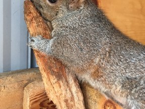 Eastern grey squirrel. (Photo submitted)