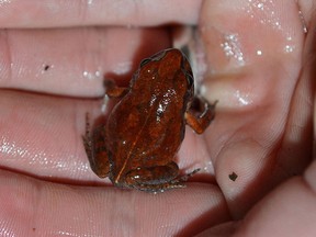 In this Dec. 3, 2016 photo, a man holds a rare frog that hasn't been seen in decades, in Bulawayo, Zimbabwe. The Artholeptis troglodytes, also known as the “cave squeaker” because of its preferred habitat, was discovered in 1962. (AP Photo/ Francois Becker)