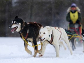 Luke Hendry/Intelligencer file photo
The dog team of Ada Subocz of Almonte, Ont. races in the eight-dog, 20-mile dogsled race at Marmora SnoFest in Marmora three years ago. Organizers of this year’s event have had to cancel the dogsled races due to this week’s ice storm.