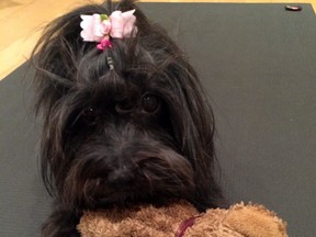 Jon Dunnill's Havanese dog April is seen in an undated handout photo. (THE CANADIAN PRESS/ HO, Jon Dunnill)