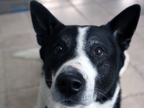 Ricky, a seven-year-old Canaan bred by Kingston's Genevieve Landis, will compete at the Westminster Dog Show at New York's Madison Square Garden next week. (Steph Crosier/The Whig-Standard)