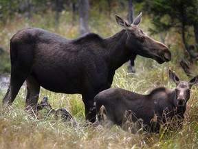 The Wildlands League is calling on the province to halt the hunting of moose calves in the fall to allow the Ontario moose population to recover. (Jim Cole/AP file photo)