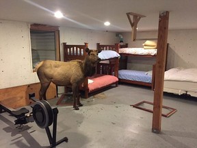 A elk was trapped in a basement of an Idaho home in Idaho last week. (Idaho Department of Fish and Game Photo)