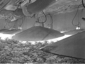 The pot growing operation at the centre of the case. (Supplied photo)