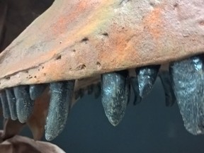 A scary close-up on the teeth of the secret dinosaur to be unveiled at the Canadian Fossil Discovery Centre in Morden, Man., on Friday, Feb. 17 at 2 p.m. CFDC/Submitted photo