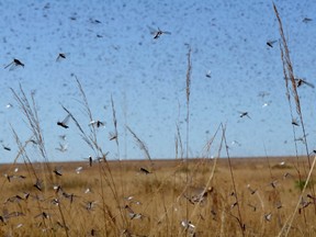 A swarm of the locusts in Madagascar in 2013. (AFP PHOTO/BILAL TARABEY)