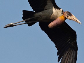 In this Feb. 4, 2017, photo, a greater adjutant stork, an endangered bird with a total population of 1,200 in the world, flies at Dadara village, west of Gauhati, India. (AP Photo/Anupam Nath)