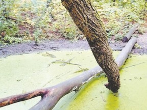 NATURE IN THE CITY: Save a Little Love for Wetlands!, learn about marshes, bogs and swamps with Prof. Chris Smart of Western University, Tuesday, 7 p.m. at Wolf Performance Hall, Central Library, 251 Dundas St.; families welcome with children ages 10 and up; visit naturelondon.com.