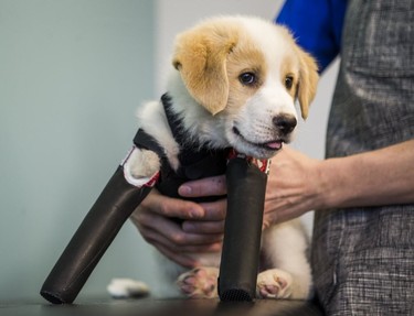 Cupid, a puppy born without front legs and found abandoned in a dumpster recently, receives a new set of prosthetic legs at Pawsability in Toronto, Ont. on Thursday, February 9, 2017.  Ernest Doroszuk/Toronto Sun