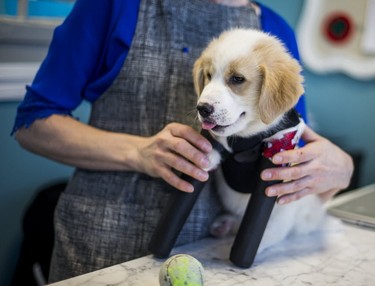 Cupid, a puppy born without front legs and found abandoned in a dumpster recently, receives a new set of prosthetic legs at Pawsability in Toronto, Ont. on Thursday, February 9, 2017.  Ernest Doroszuk/Toronto Sun