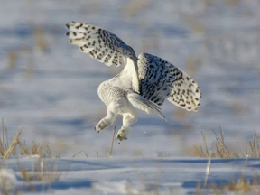 A snowy owl takes flight north of Strathmore on Saturday January 14, 2017.  (Mike Drew, Postmedia)