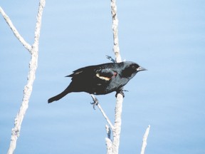 The red-winged blackbird, a bird that has multiple partners through the spring, engages in courtship to attract mates. Males will arrive back in Southwestern Ontario next month in advance of the females and will stake out nesting and feeding territory so they can attract mates in April with an impressive real estate portfolio. (PAUL NICHOLSON/SPECIAL TO POSTMEDIA NEWS)