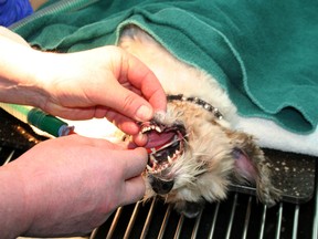 Rhonda Danyluk, a technician at the Whitecourt Veterinary Clinic, demonstrates a dog’s tooth cleaning for Dental Health Month (Jeremy Appel | Whitecourt Star).