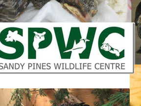 Sandy Pines Wildlife Centre