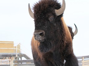 Wild bison, like this one, were selected from Elk Island National Park’s healthy conservation herd to start a new journey in the remote wilderness of Banff National Park. Johanne Janelle/Parks Canada