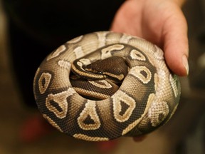 Ball python (Ian Kucerak/Postmedia Network files)