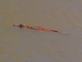 An orange alligator nicknamed 'Trumpagator' is grabbing attention in Hanahan, South Carolina. (Screengrab)