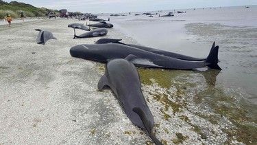 This handout from Radio New Zealand taken and released on February 10, 2017 shows pilot whales which beached themselves overnight at Farewell Spit in the Golden Bay region at the northern tip of New Zealand's South Island.
More than 400 whales were stranded on the New Zealand beach on February 10, with hundreds already dead as volunteers tried to refloat the survivors, the Department of Conservation said. / AFP PHOTO / RADIO NEW ZEALAND / Tracy NEAL /  - New Zealand OUT / RESTRICTED TO EDITORIAL USE - MANDATORY CREDIT "AFP PHOTO / RADIO NEW ZEALAND / TRACY NEAL" - NO MARKETING NO ADVERTISING CAMPAIGNS - DISTRIBUTED AS A SERVICE TO CLIENTS - NO ARCHIVES
TRACY NEAL/AFP/Getty Images