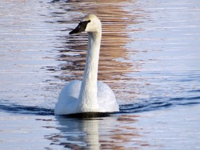 Outdoors photo swan