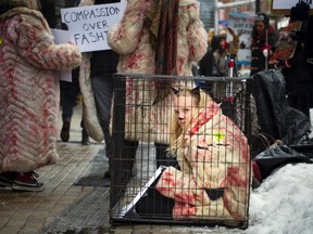 Rebecca Radmore an anti-fur activists with the Ottawa Animal Defense League was in a cage, protesting outside of Sporting Life along Bank Street on Saturday, Feb. 11.