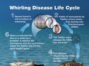 Whirling Disease 20170211_3