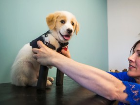 Cupid, photographed with Janice Olynich, founder of PawsAbility, receives a new set of prosthetic legs on Thursday, Feb. 9, 2017. (ERNEST DOROSZUK/TORONTO SUN)