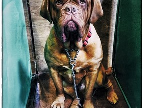 Mastiff (Stock photo)