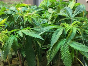 These young marijuana plants at WeedMD in Aylmer will take about 12 weeks to go from sprout to final product. The medicinal marijuana business has about 6,000 plants on premises and produces about 30 kilograms of buds each week. (Jennifer Bieman/Times-Journal)