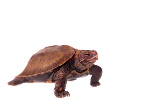 Black-breasted leaf turtle. (Getty Images)