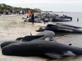 Whales are stranded at Farewell Spit near Nelson, New Zealand on Friday, Feb. 10, 2017. (Tim Cuff/New Zealand Herald via AP)
