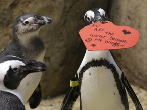 An African penguin bites into a heart shaped valentine at the California Academy of Sciences in San Francisco, Monday, Feb. 13, 2017. The valentines will be used as nesting material. (AP Photo/Jeff Chiu)