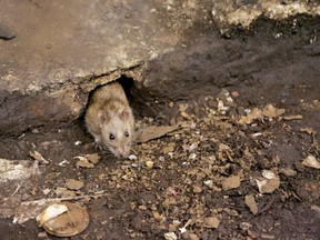 One person has died and two others have become severely ill after they contracted a rare disease transmitted by rats in New York City, according to health officials. (Julie Jacobson/AP Photo/Files)