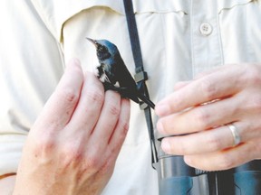Black-throated blue warblers are one of the species being studied at the Advanced Facility for Avian Research. Birds such as song sparrows, black-capped chickadees, and starlings also are studied because they are common. (Paul Nicolson, Special to Postmedia News)