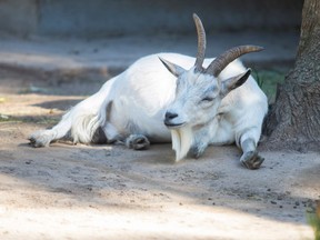 Frontenac County could become the "goat capital of Canada" if it can capitalize on the arrival of a new infant formula plant.