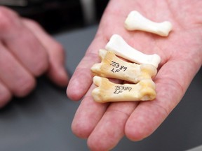 Dr. Scott Rufolo shows the difference between bear paw bones and human hand bones (in background). Jean Levac / Ottawa Sun