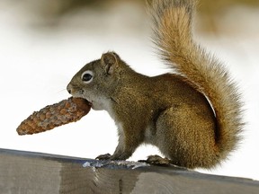 A pet squirrel in Idaho prevented a burglary attempt last week, and the owner is now torn over whether to release the animal in the spring. (Larry Wong/Postmedia Network/Files)