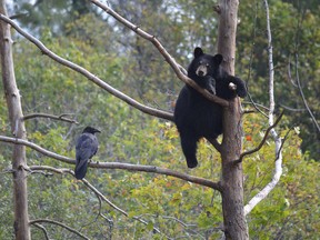 Data from the County's animal control officer, says that Huron County is a prime destination for black bears compared to other parts of southwestern Ontario. (Postmedia file photo)