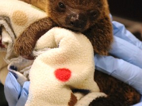 In this Feb. 15, 2017 photograph, provided media outlets by the Hattiesburg Zoo, its newest addition, a Hoffman's two-toed baby sloth, born Feb. 5 at the zoo was prepped for its first appearance before local media at the Hattiesburg, Miss., Zoo. (Paige Crane/Hattiesburg Zoo Public Relations, via the AP)