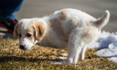 Cupid plays on the grass outside of a banquet hall in Oakville, Ont. on Saturday February 18, 2017. Cupid was was born without front legs and left for dead in a dumpster. Ernest Doroszuk/Toronto Sun/Postmedia Network