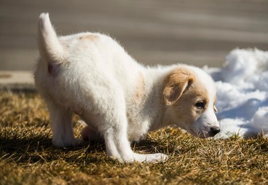 Cupid plays on the grass outside of a banquet hall in Oakville, Ont. on Saturday February 18, 2017. Cupid was was born without front legs and left for dead in a dumpster. Ernest Doroszuk/Toronto Sun/Postmedia Network